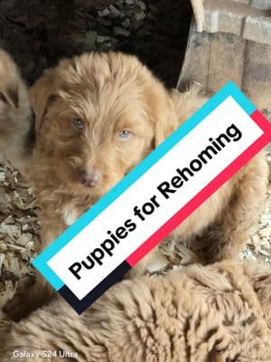 9 week old #labradoodles 2 #males 2 #females first shots and wormed vet checked. #upstate #sc 