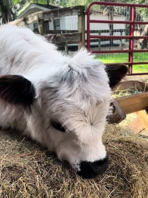 Love this spunky girl 🤗😍 #fluffycow #cows #highlandcow #floridafarm #minicow #cowlove #fypviralシ #grasspuppy #petcows #calvesoftiktok #cowsoftiktok 