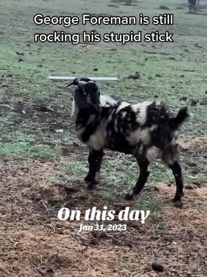 #onthisday #georgeforeman #stupidstick #goat #goats #georgeforemangoat #farmhumor #goattok #goatsoftiktok 