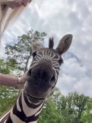 #zebra #blackorwhite #fyp #zebraprint #mywildlife #beauty #beautifulcrazy #workhorsefarm