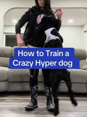 How to Train a Crazy Hyper Dog #hyperdog #boardandtraindogtraining #dogobedience #dogtrainer #maryland 