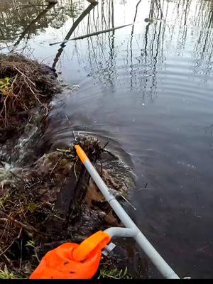 Oooo Beeeaverrrs!! 👂🦫|| Beaver Dam Removal! #beaverdamremoval #beaverdamswamp #beaverdam #gatorcreek #damremoval #beavers #dam #drain #draining #water #unclogging #terrellspivey #fypシ゚ #foryoupageシ #foryou #viralreels #viralvideo #foryoupageofficiall #fyp #fyppppppppppppppppppppppp #tiktok #tiktokreels #shorts #tiktokvideos #viraltiktokvideo