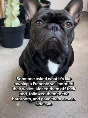 Just a day in the life  #frenchies #frenchbulldog #dogmom #dogperson #weratedogs #dogoftheday #dogfluencer #smallcreator #mustlovedogs #dogsoftiktok #frenchiesoftiktok #frenchielover #frenchiesociety #dogtok 