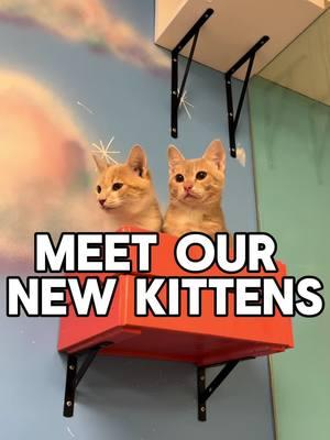 Say "hello!" to our new batch of kittens 🥰 Come meet them at 10687 Braddock Rd, Fairfax, VA 22032. We are located in University Mall on the back side of Giant! #fyp #fypシ #fypage #fypシ゚viral #fyppppppppppppppppppppppp #cat #cats #catsoftiktok #kitten #kittens #kittensoftiktok #rescuecat #catcafe #catlounge #fairfax #fairfaxva #va #fairfaxcounty 