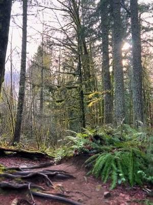 In case you didn’t get out today 😄#dailydoseofnature #hikingtiktok #mossyforest #pnwonderland #washingtoncheck #peaceful 