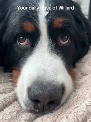 ❤️❤️❤️ #bmd #goodboy #berner #bernesemountaindog #bernesepuppy #willard #goodboywillard #pup #dogs #dogsoftiktok #doglover #dog 