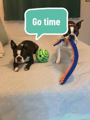 Favorite toys come out #bessietheboston #eddietheboston #winnietheboston #bostonterrierbrigade 