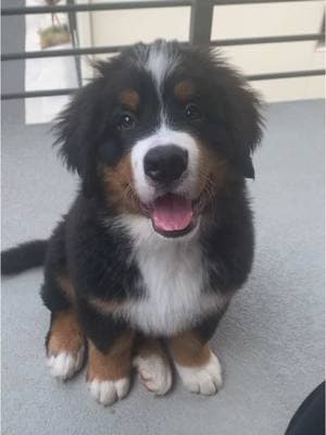 Such a cutie!!  #dogsofinstagram #californiadogs #cadogs #dogmemes #cutedogs #cutedog #dogcomedy #funnydog #Pupfluencer #funnyreels #puppiesofinstagram #dogreels #dailyfluff #bernese #bernesemountaindog #bernesemountaindogofinstgram #berners  #mycommunity 