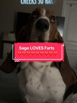 Sage LOVES ALL OF YOU SO MUCH! #TheBassetBunch #FridayFunny #FunnyFriday #BassetHound #BassetHoundsOfTikTok #DogsOfTikTok     #CapCut 