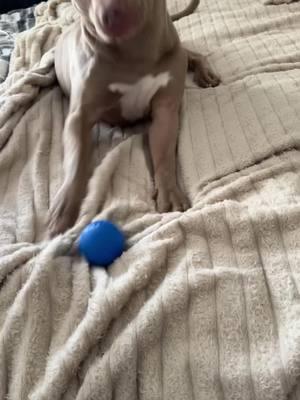 😂😂😂yall he loves this toy. got him tired after only playing with it for a little bit. so glad i found a toy that actually wears him out lol he be so rowdy. so if u have an active dog & tryna find a toy thatll help get him calm, GET THIS #dogs #puppy #pitbull #active #interactive #toys #dogtoys #review #training 