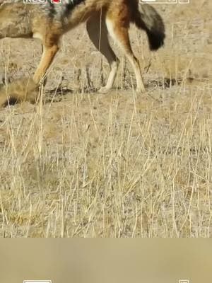 Jackall attack on fox #foryoupage #fyp #viral #trending #wildlife #wildanimals #wild #fox #jackalls #lion #junglelife #pleaseunfreezemyaccount