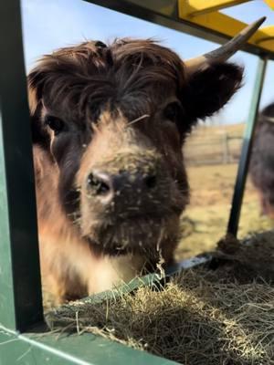 Mooo-licious! That hay’s hittin’ different, huh?🌾😋 #hay#minihighlandcow #fluffycow #highlandcow 