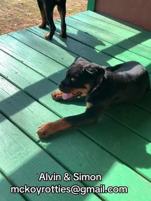 Alvin & Simon are 13 weeks old AKC registered Rottweilers they are up to date on their shots  and needing a good home ASAP if you’re that special person inbox me. #RottweilerLife   #RottweilerLovers   #RottweilerFamily   #RottweilerPuppies   #RottieAdventures   #RottweilerLove   #RottweilerDogs   #RottweilersOfYouTube  #RottweilerCommunity   #RottweilerFun   #RottweilerRanch   #RottweilerBehavior   #RottweilerPlaytime   #RottweilerStrength   #RottweilerObedience   #RottweilerLifeStyle   #RottweilerSquad  #teamrotties 