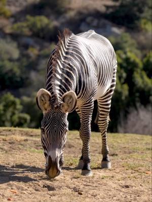 ¡Feliz Día Internacional de la Cebra - celebra con nosotros en el Safari Park y aprende todo sobre estos magníficos animales!  🦓❤️ Happy International Zebra Day - celebrate with us at the Safari Park and learn all about these magnificent animals! #zebra #sandiegozoosafaripark #sandiegozoowildlifealliance #sandiegozoo #fyp #ptp #zoo #wildlife #kids 