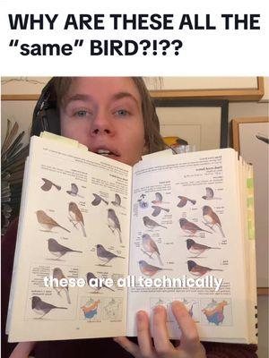 Seriously in need of help from a bird expert here. Why are all of these incredibly different looking birds considered one speicies?!?? #audobonsociety #birdnerd #darkeyedjunco 