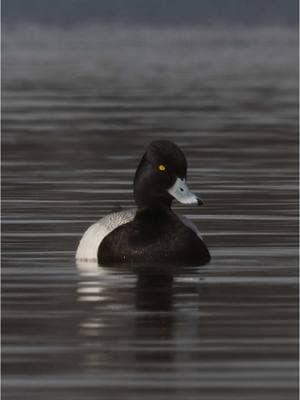 Bluebill drake cleaning up nicely 😮‍💨 - - 📸 @Matthew Ryan Bielski  #presleysoutdoors #waterfowlseason #wildlife #duck #illinoisoutdoorstore #diverduck  #waterfowlhunting #wedowhatwesell @AF Waterfowl @Ira's Salsa @HEVI-Shot 