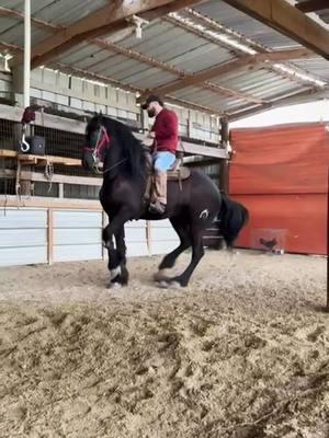 #frison #caballosbailadores #caballos #frisones #frisian #entretenimiento #entrenamiento #training #holanda🇳🇱 #fy #viralvideo 