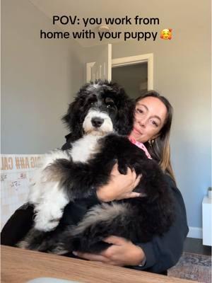 Working from home is good for your mental health!!! No questions asked ☺️🥹 #bernedoodle #puppy #workfromhome #minnyhustlers