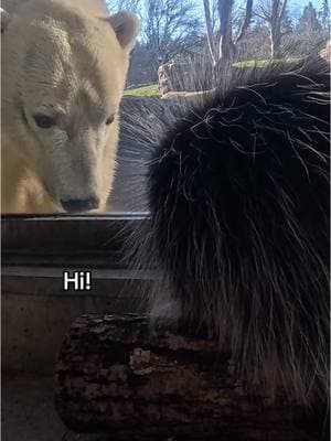 Nettle the porcupine spent some quillity time with polar bear sisters Nora and Amelia Gray  #animals #porcupine #polarbear #friends 