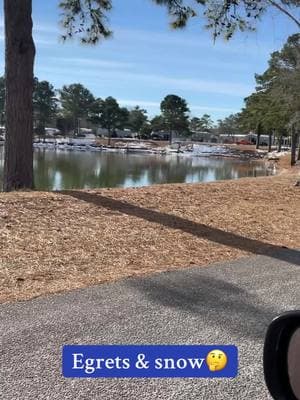 We got 4” of snow in SC! #follow #followus #fyppppppppppppppppppppppp #egret #birds #lake #myrtlebeach #ocean 