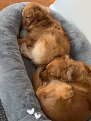 Shhhh… 🤫                                          #sleepingbabies #mybabies #dogbabies #dognaps #naptime #socomfy #socozy #socute #cuddles #cuddletime #sharingiscaring #shhh #sleepingdogs #goldens #goldenretrievers 