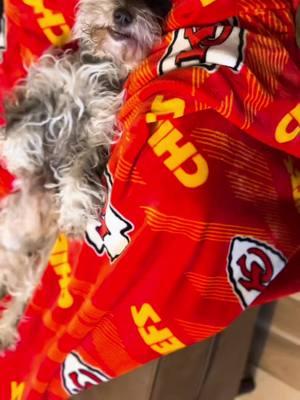 She gets all the lazy days she wants! #dogsoftiktok #farmhouseschnauzers #lazy #megacoatschnauzer #puppylove #dogfriendly #SuperBowl #kcchiefs #lazydog 