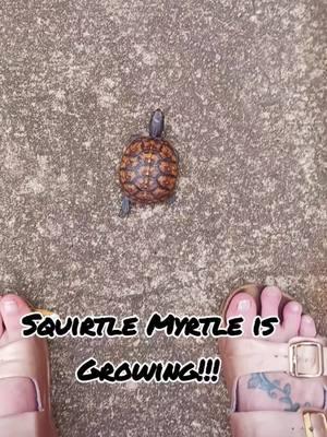 Squirtle Myrtle our baby turtle is growing! she used to take 14 steps to every one of my steps. now, she's taking 10 steps to every one of mine! happy Friday TT fam! I love you guys and hope you all have a good weekend! I've really been missing y'all's faces! #tenanpapi #dementiacaregiver #alzheimersawareness #lovemyttfam #redheartsclub #dogsoftiktok #turtlesoftiktok #turtle #turtletok #turtlelover #babyturtle 