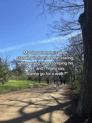 He's trained me to know when it's time for a walk #trainingtips #funny #relatable #dogsoftiktok #dogwalk #welltrained #Meme 