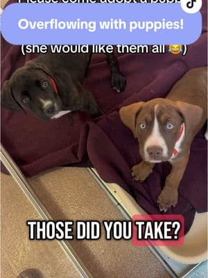 We have so many puppies! 🐶 Come adopt today! All our adoptable pups can be viewed at the link in our bio! 💜 #fyp #humanesocietyofutah #adoptablepuppies #puppies #puppiesoftiktok #cute #funny #bridesmaids #adopt #adoptme #adoptus 