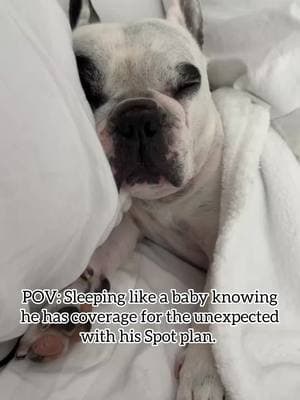 Thank goodness for his @Spot Pet Insurance plan—we BOTH sleep better knowing he’s covered! #spotpetinsurance #getspotcovered #petinsurance #dog #dogs #frenchie #frenchbulldog #dogmom #dogdad #pets #pet