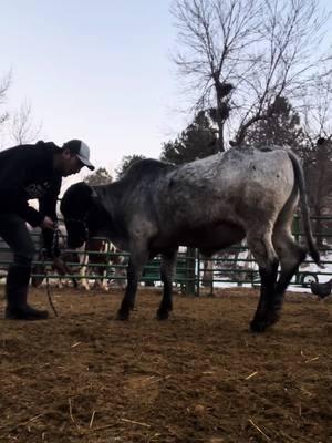 #foryoupageシ #foryouシ #fypage #fyp #southdakota #bull #riding #western #cowboys #bullriding #brahman #brahma #rodeo #rancho 