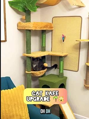 Cat Kafę: $6/hour, your cat can come chill at my cats crib. DM for availability 😻🤌🏻🙌🏻  . . #catcafe #cats #catsoftiktok #cattree #catwall #cattok #yitahome #yitahomecattree  #TTSLevelUp #TTSDelight #TTSDelightnow  #TikTokShop #fyp  #fypシ゚viral #giftguide #spotlightfinds #tiktokshopcybermonday  #launchpadcompetition  #launchpadbfcm #newyearnewaura #holidayhaulcreatorpicks  #TikTokShopLastChance #TikTokShopNewYearNewAura  #tiktokjumpstartsale #tiktokshoploveatfirstfind  #seasonalgems #lovelanguage  #tiktokshopcreatorpicks @Yitahomefurniture 