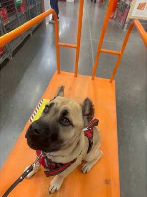 This girls confidence has come a long way in a very short time.  It’s very important to show a puppy the world using the right guidance and understanding of what’s being asked while building confidence and understanding.  Today was Nala’s first trip to Home Depot she did amazing and is learning and growing fast.  #DogTraining #canecorso #canecorsopuppy #canecorsoofinstagram #lifelessons #getoutside #puppygram #breakfastofchampions