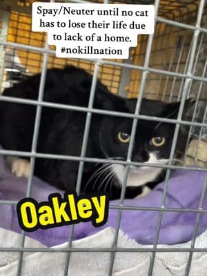 Oakely was vetted today! She is still a kitten at 10months old🐈‍⬛🫶🏻#tnr #safetrappingcats #veterinarycare #spayneuter #catsoftiktok #cats #catsanctuary #catrescuer #nokillnation #arewehomeyet #arewehomeyetcatsanctuary #catsinneed #helpingcats 