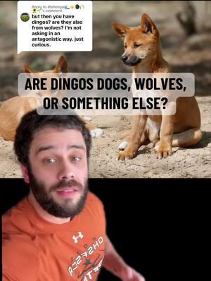 Replying to @Malleegal🌊☀️🌘🌾🌻🌱 Are dingos dogs, wolves, or something else? #sciencetok #evolution #animals #australia #dingo #dogs #pets #biology #LearnOnTikTok #edutok #scienceteacher  