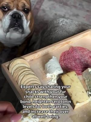 🤭 Credit: on IG brubie_wan . . . . . . . . . #englishbulldoglife #englishbulldogpuppie #englishbulldogpuppies #englishbulldogsoftiktok #englishoftheday #englishbulldogsoftiktok❤️👑 #bulldogsoftiktok #englishoftiktok #englishbulldogpuppiesoftiktok #englishbulldogs 