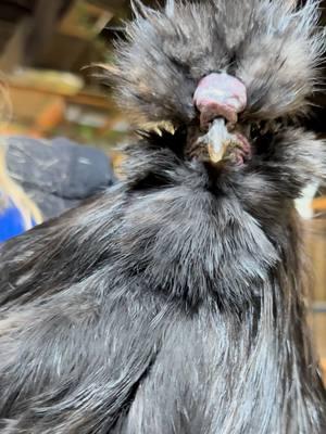 Meet Denzel Cluckington! #silkiechicken #chicken #chickens #chickentok #silkie #bird