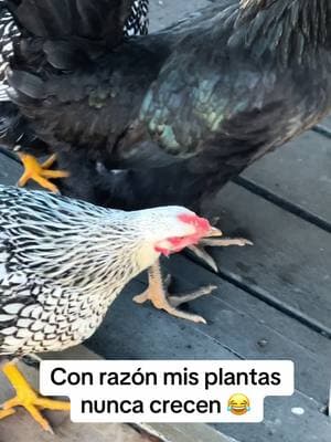 Mi pollos asiendo travesuras #pets #PetsOfTikTok #egg #eggs #pollos #huevos #organicos #organiceggs #farms #mascotas 