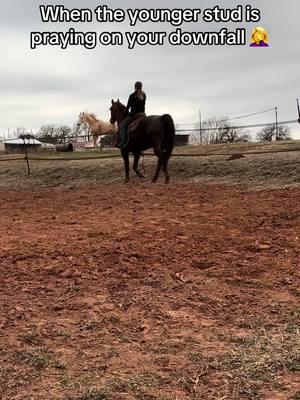 He was fine the rest of the time just got caught up in the wind and that younger stud was on one that day lol. #fyp #westernhorses #westernhorsesoftiktok #horsesoftiktok #horses #trending #blowthisup #arabian #stud 