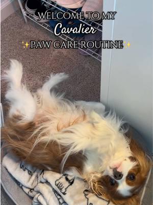 paw care is a must!✨🩷 #fyp #trending #dogsoftiktok #cavalierkingcharlesspaniel #foryou #dogroutine #pawcare #dogcare #routine #cavalierkingcharles #cavalier #dogtiktok 