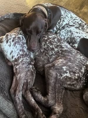 #keepgoing #postcontent #gspsoftiktok #germanshorthairedpointer #maverickgunnar #remingtongunnar 