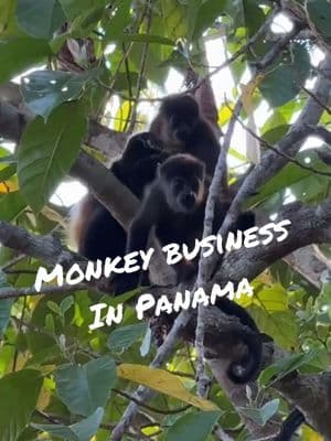 What’s the cutest thing you’ve seen today? Mine was this at Morrillo Beach Eco Resort in Panama. 🐒Azuero mantle backed howler monkey are endemic to area and critically endangered. There’s 14 here and about 1000 left in the wild. 🌿✨ #WildlifeMoments #Panama #PanamaAdventures #MorrilloBeach #MonkeyMagic #monkey #howler #howlermonkey #monkeybaby #PanamaTravel #sweptawaywithjb #morrillobeachecoresort #cutebaby 