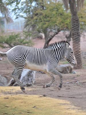 Did you know that a zebra's stripes are as unique as a human fingerprint? To the trained eye, our three Grevy's zebras, Masika, Tuari and Najuma, can be identified just by their stripes. Luckily, you can tell the difference in easier ways, as Jake (Senior Keeper - Hoofstock) mentions in the video! #InternationalZebraDay