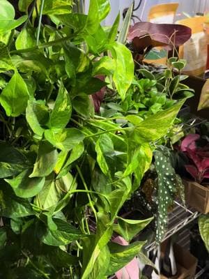 Come and join!!!  #giveaway #plant #plants #houseplant #houseplants #plantsoftiktok #planterstrickshot #planttiktok #PlantTok #PlantTok #plantlover #planttips #houseplantsoftiktok #houseplantlover #houseplantclub #houseplantcare #houseplanttips #houseplantcommunity #sale #sales #deal #deals 