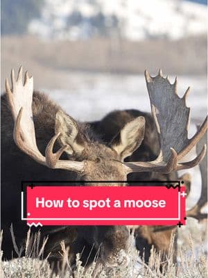 A helpful tutorial on how to identify moose daddies #nature #guide #nowyouknow #moose 