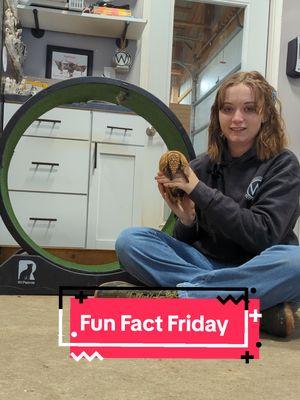 Fun Fact Friday: Hailey and Johnny Cashew have a speedy secret to share! #WestmeisterFarm #Ohio #BestDayEver #ShelbyOhio #Armadillo #JohnnyCashew #FunFactFriday #FunFact #ExoticAnimalFarm #ExoticAnimalEncounter #ExoticAnimal 