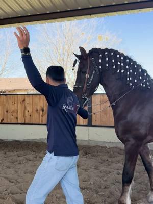 Que tal amigos 😂 ya el equipo de RanchoMC les da miedo hasta para ponerse sus sombreros 😂 @Mrs.RanchoMC @Emilio #ranchomc #ranchomc26 #ranchomcfriesians #canelo #alazan 