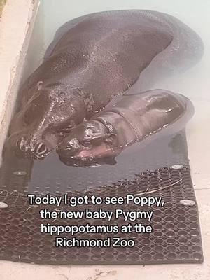 Poppy is everything I dreamed she would be: a beautiful shiny perfect potato. #pygmyhippopotamus #poppy #moodeng #richmondva #metrorichmondzoo #babyhippo #babyanimals #mamaandbaby 