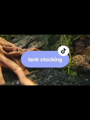 I think I know what we will be stocking, but curious what others would do! #fish #fishtok #fishtiktok #fishoftiktok #fishtank #tankstocking #fishes 