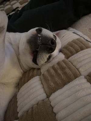 Say cheeeeeeese 🤓 #purebredgoodboy #baker #whitelab #batmode #labrador #labsoftiktok #labradorpuppy #bakerboy #sillydog #saycheese #goober 